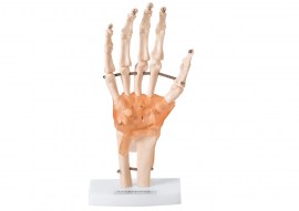 Articulação Da Mão Com Ligamentos - TGD-0162-C