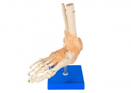 Articulação Do Pé Com Ligamentos - TGD-0165-C