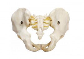 Esqueleto Pélvico Masculino - TGD-0169-A