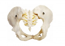 Esqueleto Pélvico Feminino - TGD-0169-B
