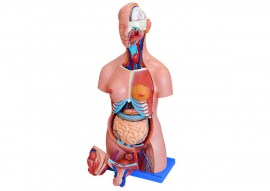 Torso De 85 Cm Bissexual Com Coluna Exposta Em 25 Partes - TGD-0202-C