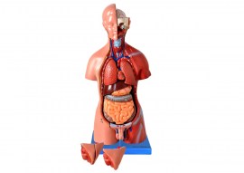 Torso De 45 Cm Bissexual/Assexuado Com Coluna Exposta Em 25 Partes - TGD-0206-F