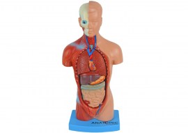 Torso De 28 Cm Assexuado Em 15 Partes - TGD-0209