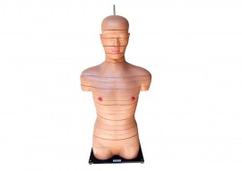 Torso Em Disco Corte Axial Em 20 Partes - TGD-0220