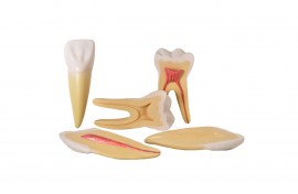 Dentes Ampliados - Canino, Incisivo E Molar - TGD-0311-A