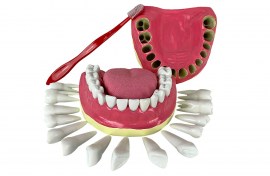 Dentição Com Todos Os Dentes Removíveis - TGD-0312-C