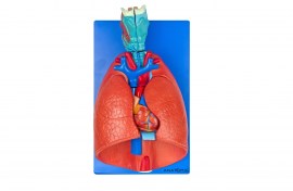 Sistema Respiratório E Cardiovascular Em 7 Partes - TGD-0318-B