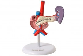 Pâncreas E Duodeno - TGD-0325-E