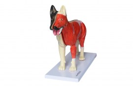 Anatomia Do Cachorro - TGD-0601-O