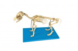 Esqueleto De Cachorro Em Resina - TGD-0601