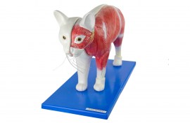 Anatomia Do Gato - TGD-0602-O