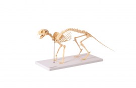 Esqueleto De Gato Em Resina - TGD-0602