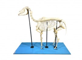 Esqueleto De Cavalo Em Tamanho Natural - TGD-0608-C