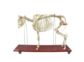 Esqueleto De Vaca Em Tamanho Natural - TGD-0609-V