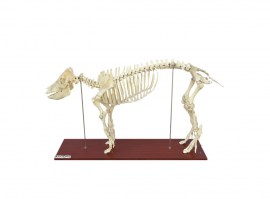 Esqueleto De Porco Em Tamanho Natural - TGD-0610-P