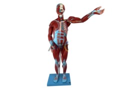 Manequim Muscular Assexuado De 78 Cm Com Órgãos Internos, Em 27 Partes - TGD-4000-B