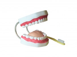 Arcada Dentária Com Língua E Escova - TZJ-0312-B