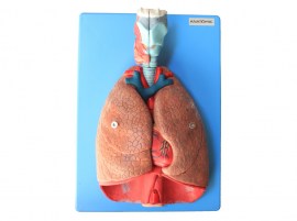 Sistema Respiratório E Cardiovascular Luxo Em 7 Partes - TZJ-0318-A