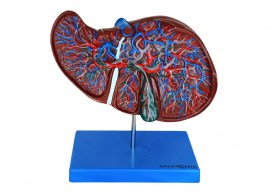 Fígado Luxo - TZJ-0324-B