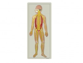 Sistema Nervoso Em Placa - TZJ-0328-B