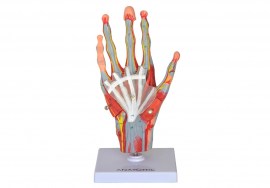 Mão Muscular Com Principais Vasos E Nervos Em 5 Partes - TZJ-0330-M