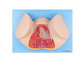 Assoalho Pélvico Feminino - TZJ-0353-FA