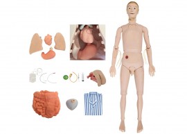 Manequim Bissexual Com Órgãos Internos, Simulador Para Treino De Enfermagem - TZJ-0502