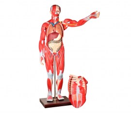 Manequim Muscular De 170 Cm Assexuado Com Órgãos Internos Em 30 Partes - TZJ-4000-A