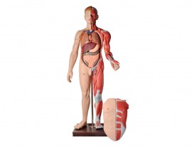 Manequim Muscular De 170 Cm Masculino Com Órgãos Internos Em 32 Partes - TZJ-4001-A