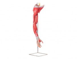 Músculos Do Membro Superior Com Principais Vasos E Nervos Em 6 Partes - TZJ-4010-A