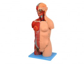 Torso Luxo 85 Cm Bissexual Com Coluna Exposta Em 32 Partes - TZJ-4040-A