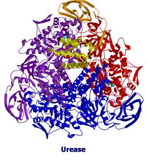 urease___meio____52093ab387147