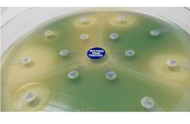 Multidisco Gram Série Urinária 15 - 25 Unid - Estrela com 15 Antibióticos